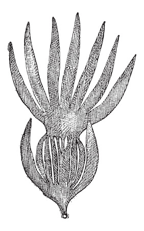 Kelp or Laminaria sp., vintage engraved illustration. Dictionary of Words and Things - Larive and Fleury - 1895のイラスト素材