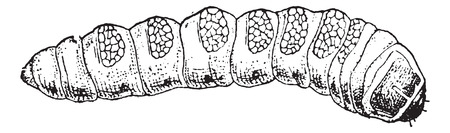 Great Capricorn Beetle or Cerambyx cerdo, showing Larva, vintage engraved illustration. Dictionary of Words and Things - Larive and Fleury - 1895のイラスト素材