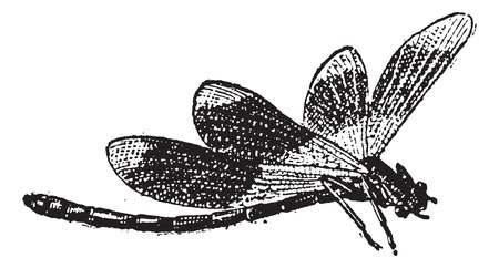 Dragonfly, vintage engraved illustration. Dictionary of Words and Things - Larive and Fleury - 1895のイラスト素材
