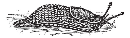 Slug, vintage engraved illustration. Dictionary of Words and Things - Larive and Fleury - 1895のイラスト素材