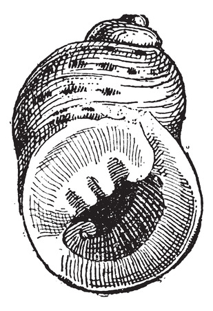 Periwinkle or Littorina sp., vintage engraved illustration. Dictionary of Words and Things - Larive and Fleury - 1895のイラスト素材