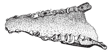 Lophiodon, showing fossil of a lower jaw, vintage engraved illustration. Dictionary of Words and Things - Larive and Fleury - 1895のイラスト素材