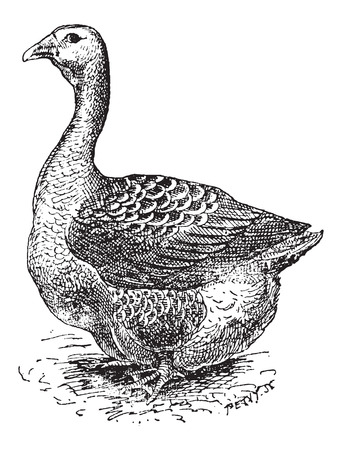 Toulouse Goose, vintage engraved illustration. Dictionary of Words and Things - Larive and Fleury - 1895のイラスト素材