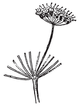 Umbellet, vintage engraved illustration. Dictionary of words and things - Larive and Fleury - 1895.のイラスト素材