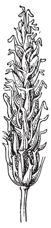 Barley, vintage engraved illustration. Dictionary of words and things - Larive and Fleury - 1895.のイラスト素材