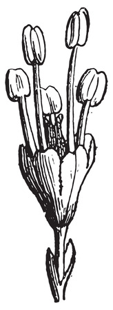 Elm, vintage engraved illustration. Dictionary of words and things - Larive and Fleury - 1895.のイラスト素材