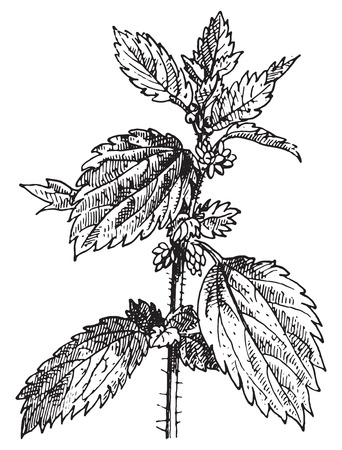 Stinging nettle or Nettle or common nettle or Urtica dioica, vintage engraved illustration. Dictionary of words and things - Larive and Fleury - 1895.のイラスト素材