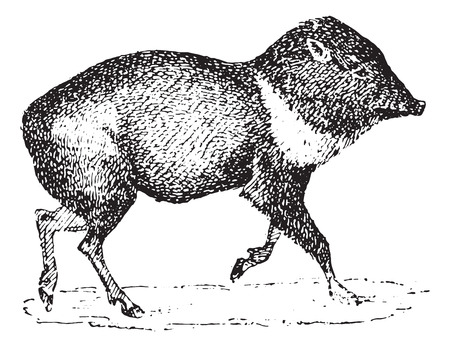 Peccary or Javelina or Skunk pig, vintage engraved illustration. Dictionary of words and things - Larive and Fleury - 1895.のイラスト素材