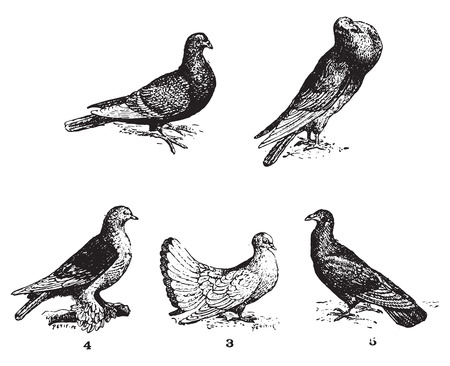 Pigeons, vintage engraved illustration. Dictionary of words and things - Larive and Fleury - 1895.のイラスト素材