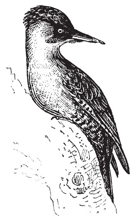 Woodpecker or Piculets or Wrynecks or Sapsuckers, vintage engraved illustration. Dictionary of words and things - Larive and Fleury - 1895.のイラスト素材
