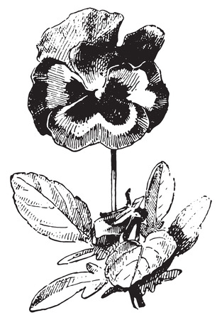 Pansy, vintage engraved illustration. Dictionary of words and things - Larive and Fleury - 1895.のイラスト素材