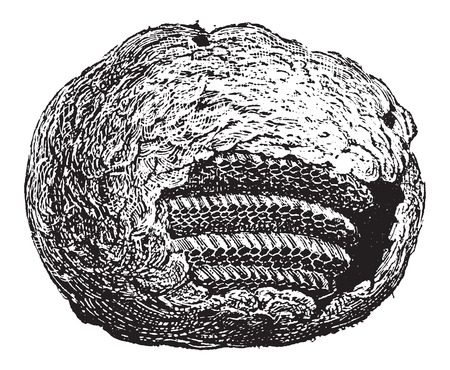 Wasp Nest, partial cross-section showing comb cells, made of chewed wood fiber, vintage engraved illustration. Dictionary of Words and Things - Larive and Fleury - 1895のイラスト素材