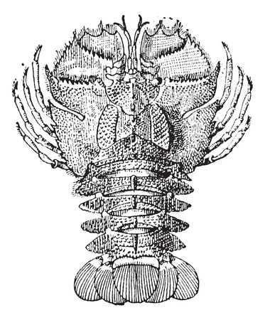 Old engraved illustration of Ibacus or Ibacus novemdentatus isolated on a white background. Dictionary of words and things - Larive and Fleury ? 1895のイラスト素材