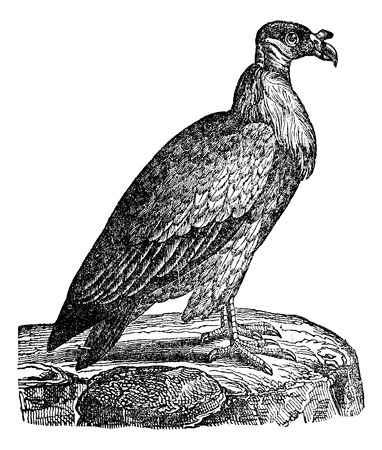 Vulture, vintage engraved illustration. Magasin Pittoresque 1875のイラスト素材