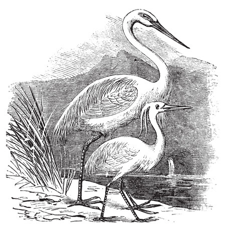 Engraving of a Great Egret (ardea alba) and Little Egret (ardea garzetta). Old vintage engraved illustration of two species of egret or heron.のイラスト素材
