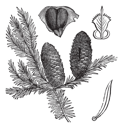 Balsam fir or Abies balsamea, vintage engraving. Old engraved illustration of Balsam fir isolated on a white background.のイラスト素材