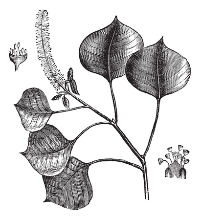 Chinese tallow tree or Sapium sebiferaのイラスト素材