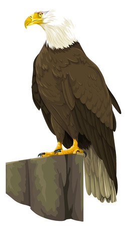Vector illustration of bald eagle.のイラスト素材
