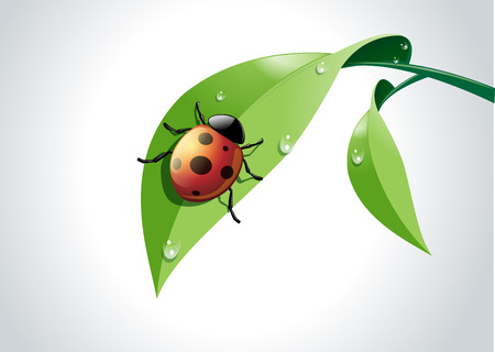 Illustration of ladybug on fresh green leaf.のイラスト素材