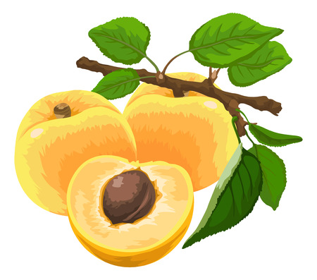 Illustration of fresh apricot on stem.のイラスト素材