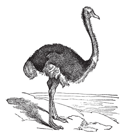 The Ostrich or Struthio camelus. Vintage engraving. Old engraved illustration of an Ostrich. A large flightless bird native to Africa.のイラスト素材