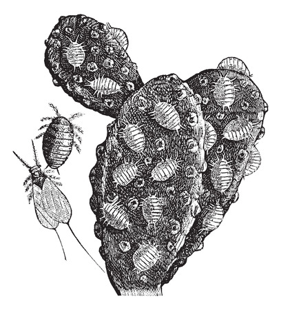 Mealybug or Pseudococcidae, vintage engraving. Old engraved illustration of a herd of Mealybugs feeding on a cactus (right), a female (top middle), and a male (bottom middle).のイラスト素材