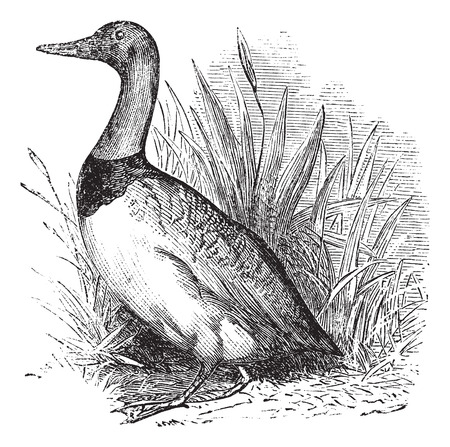 Tadorne or common shelduck or sheldrake vintage engraving. Old engraved illustration of common shelduck.のイラスト素材