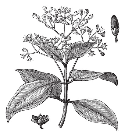 Cinnamomum verum, ceylon cinnamon, Sri Lanka cinnamon or True cinnamon vintage engraving. Old engraved illustration of Cinnamon stalk with flowers and bud.のイラスト素材