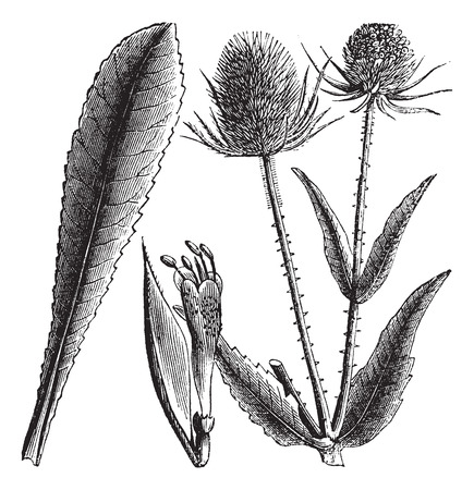 Dipsacus sylvestris or Teasel or Dipsacus fullonum vintage engraving. Old engraved illustrationg of wild teasel.のイラスト素材