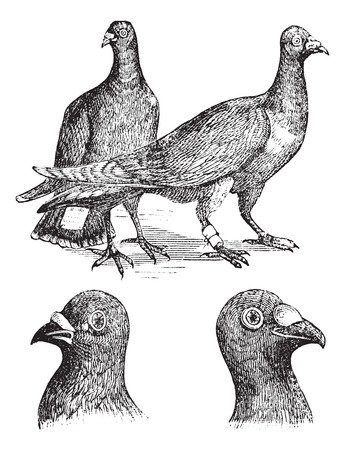 Belgian carriers- Liege or Antwerp or horning pigeon vintage engraving. Old engraved illustration of Belgian pigeons.のイラスト素材