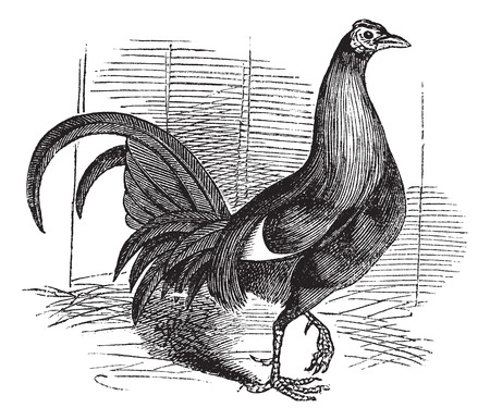 Gamecock or Game Rooster or Game Cockerel or Gallus gallus, vintage engraving. Old engraved illustration of Gamecock.のイラスト素材