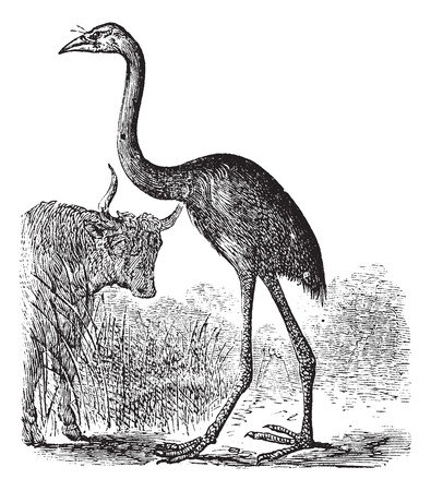 Old engraved illustration of a South Island Giant Moa.のイラスト素材
