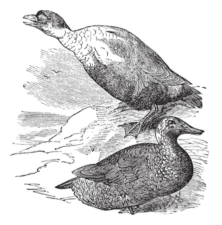 Old engraved illustration of a King Eider showing male drake (top) and female hen (bottom).のイラスト素材