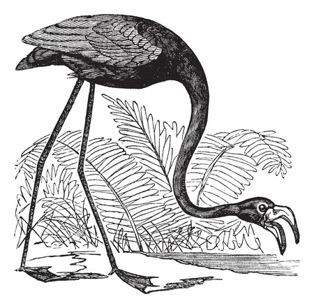 Old engraved illustration of a Common Flamingo.のイラスト素材