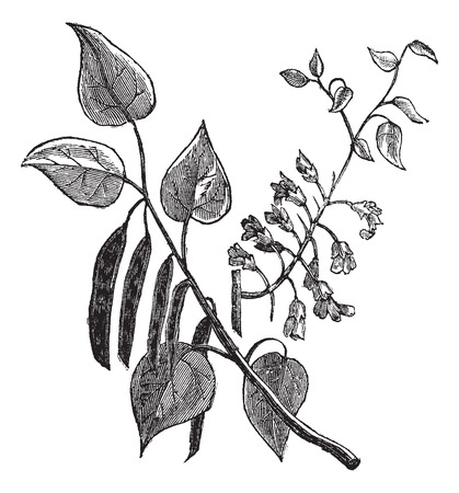 Old engraved illustration of Cercis canadensis, leaves isolated on a white background.のイラスト素材