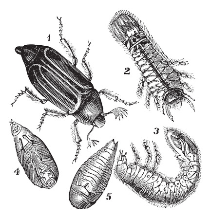Old engraved illustration of Regular Chafer (Melolontha vulgaris), Larva rear view, Larva side view, chrysalis view below and chrysalis view belowのイラスト素材