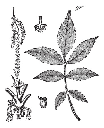 Old engraved illustration of leaf base stem and flower of hickory tree.のイラスト素材