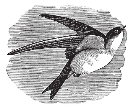Old engraved illustration of Common House Martin in flight.のイラスト素材