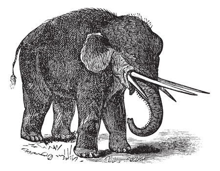 American mastodon or Mammut americanum or Mastodon giganteus, vintage engraving. Old engraved illustration of American mastodon.のイラスト素材