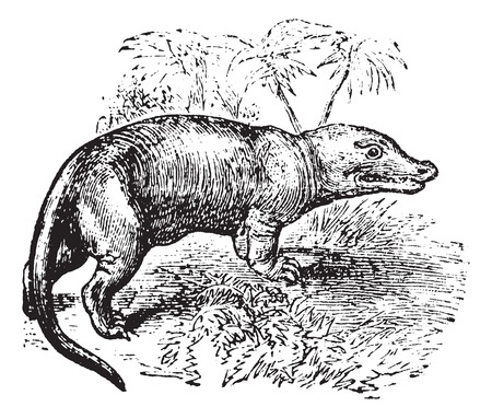 Megalosaurus vintage engraved illustrationのイラスト素材