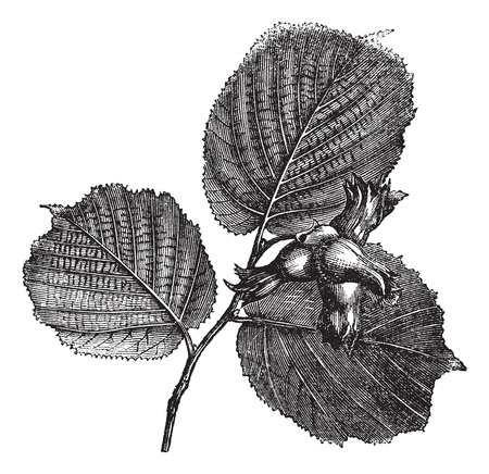 Hazel or Corylus sp. showing leaves and nuts with spiny involucres, vintage engraved illustrationのイラスト素材