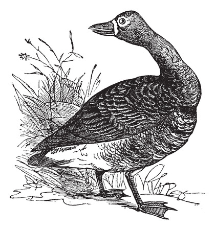 White-fronted goose (Anser Gambelii), vintage engraved illustrationのイラスト素材