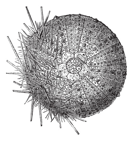Common sea urchin. On the one hand, we remove the thorns to show the test, vintage engraved illustrationのイラスト素材