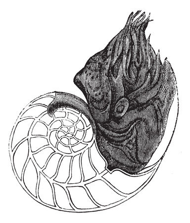 Chambered Nautilus or Nautilus pompilius, showing chambers, vintage engraved illustration. Trousset encyclopedia (1886 - 1891).のイラスト素材