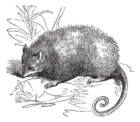 Opossum or Didelphis Virginiana, vintage engraved illustrationのイラスト素材