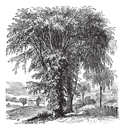 American elm or Ulmus Americana, vintage engraved illustration. Trousset encyclopedia (1886 - 1891).のイラスト素材