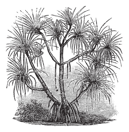 Old engraved illustration of Pandanus candelabrum tree.のイラスト素材
