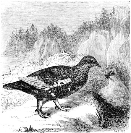 Ptarmigan, vintage engraved illustration. Le Tour du Monde, Travel Journal, (1865).の写真素材