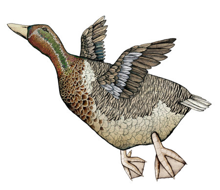 Goose or duck in Flight, artistic colored Illustrationの写真素材