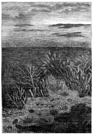 The first days of age Silurian, The only waters are inhabited.The world before the creation of man, vintage engraved illustration. Earth before man â 1886.の写真素材